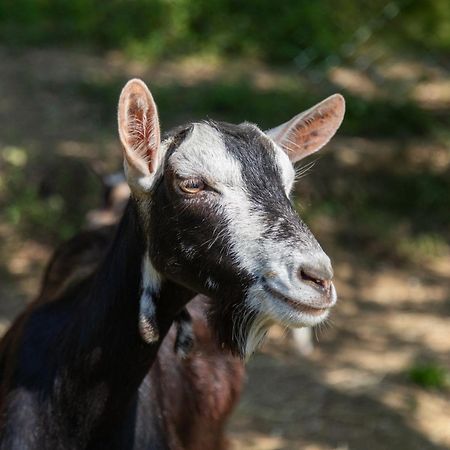 פונטדרה Alpaca Country House מראה חיצוני תמונה