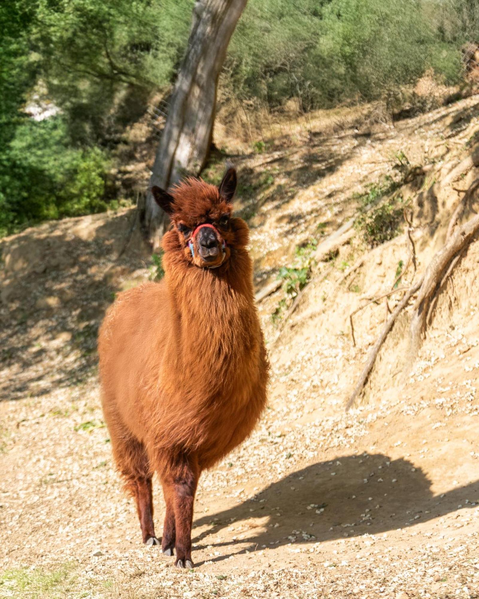 פונטדרה Alpaca Country House מראה חיצוני תמונה