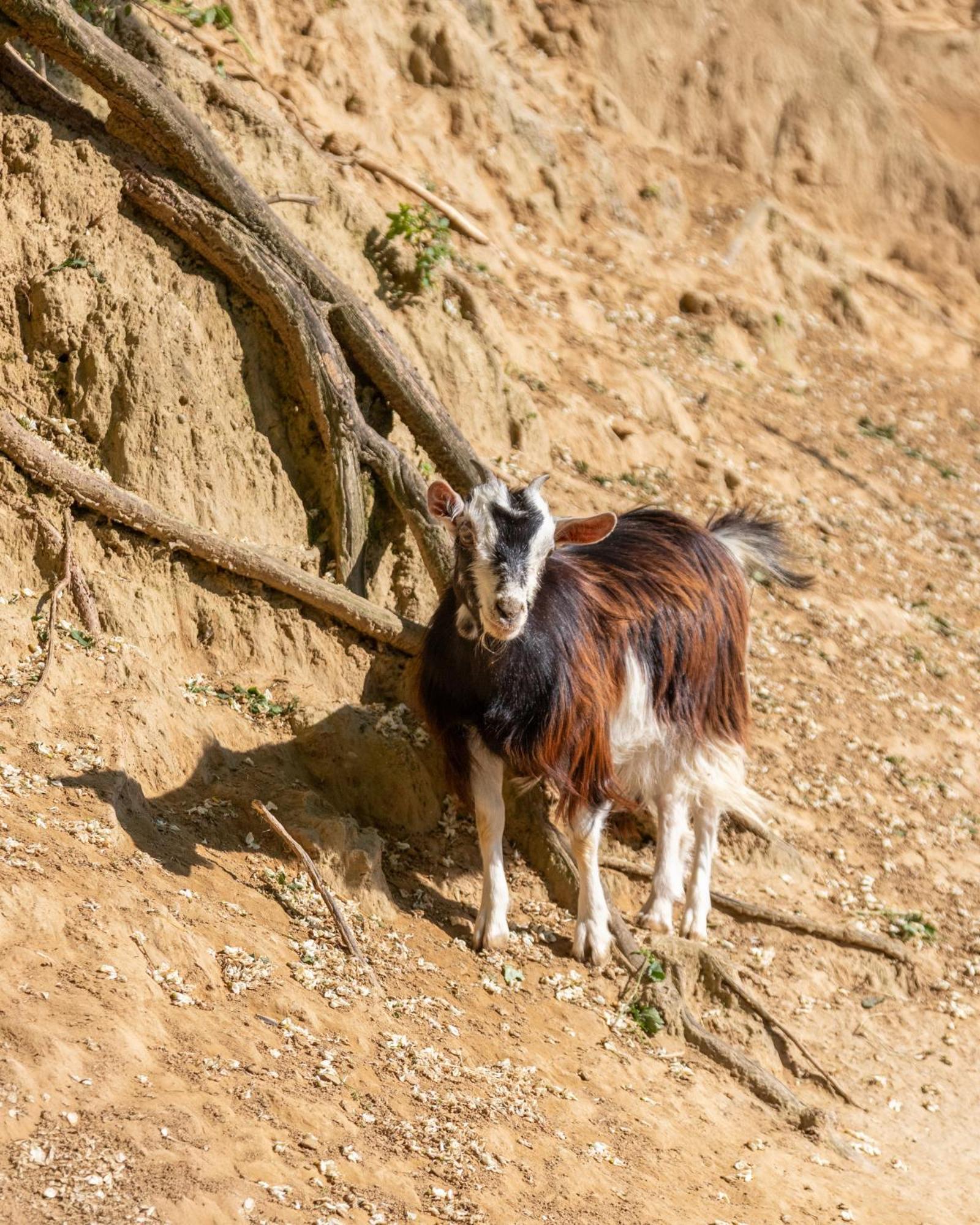 פונטדרה Alpaca Country House מראה חיצוני תמונה