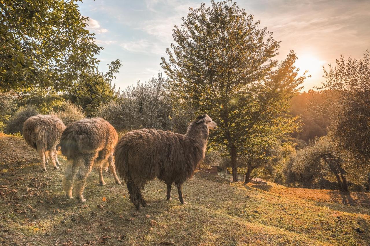 פונטדרה Alpaca Country House מראה חיצוני תמונה