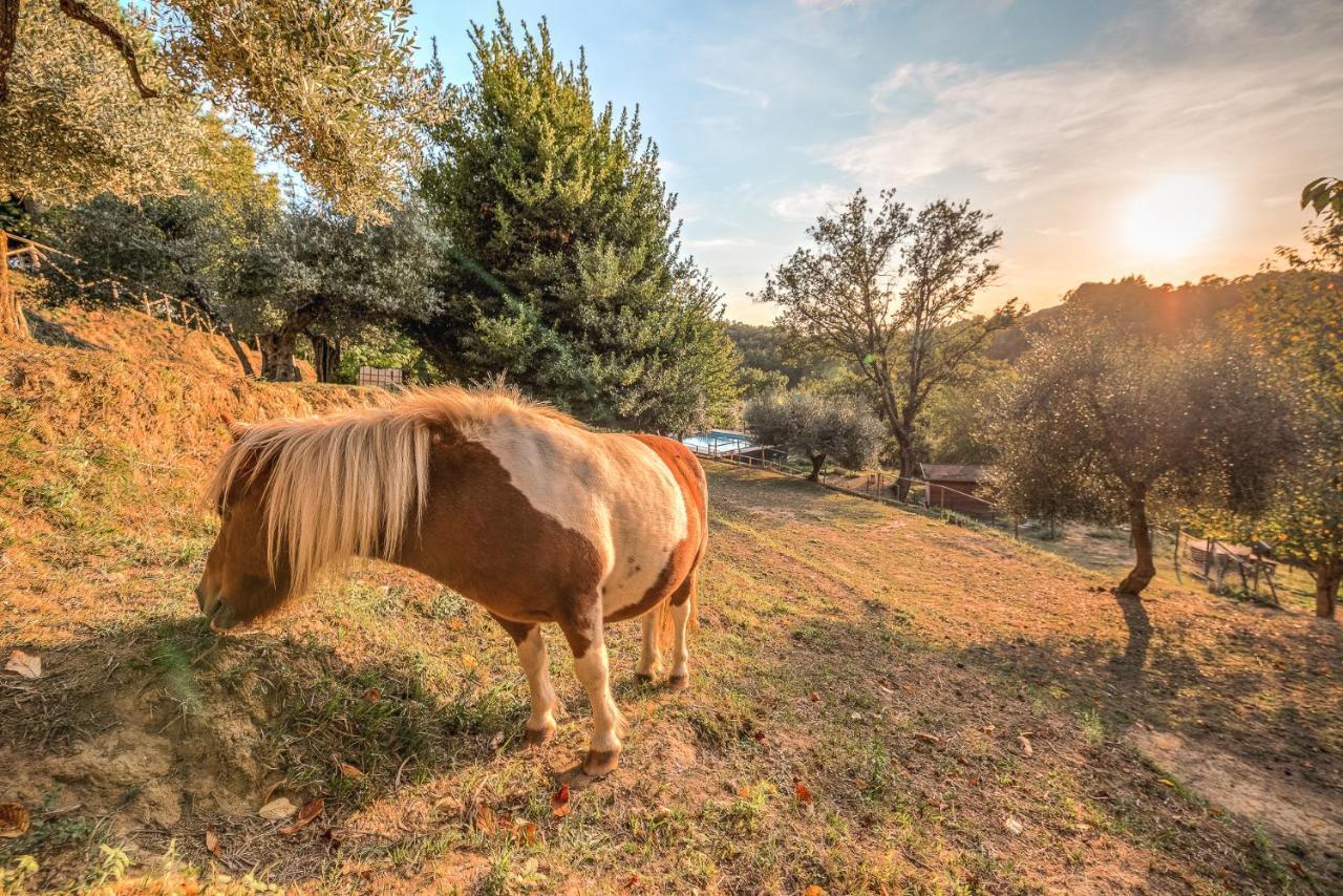 פונטדרה Alpaca Country House מראה חיצוני תמונה