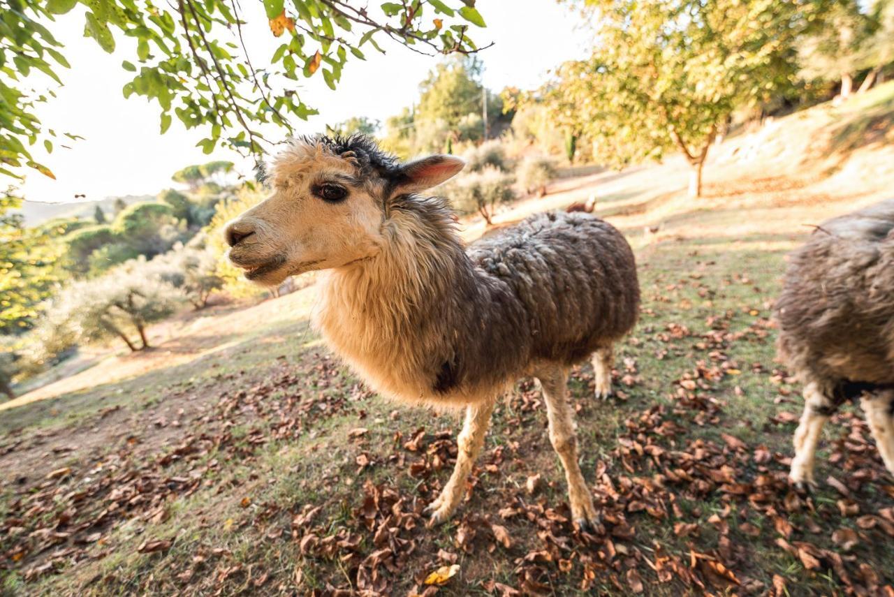 פונטדרה Alpaca Country House מראה חיצוני תמונה